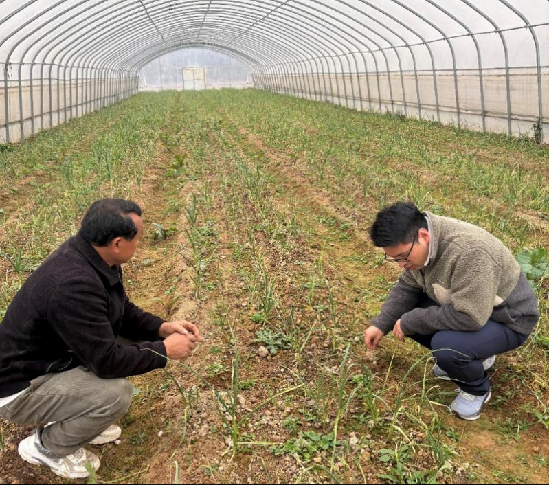 我院教師深入陽新開展果蔬種植技術服務，助力鄉(xiāng)村振興
